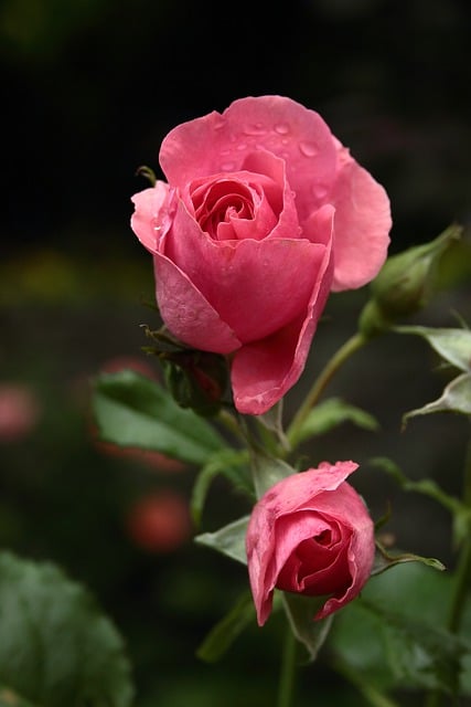 Free download rose pink rose pink flower blossom free picture to be edited with GIMP free online image editor