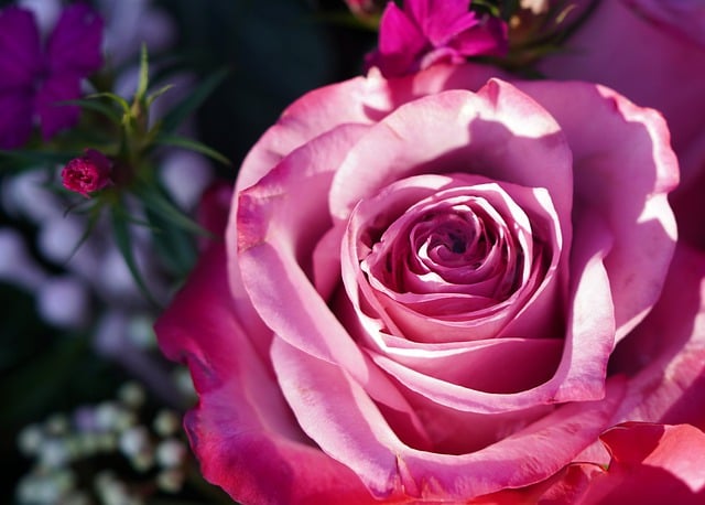 Scarica gratuitamente l'immagine gratuita di fiori rosa rosa rosa fiore da modificare con l'editor di immagini online gratuito GIMP