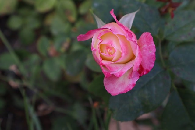 Download gratuito rosa rosa rosa fiore natura foto gratis da modificare con l'editor di immagini online gratuito di GIMP