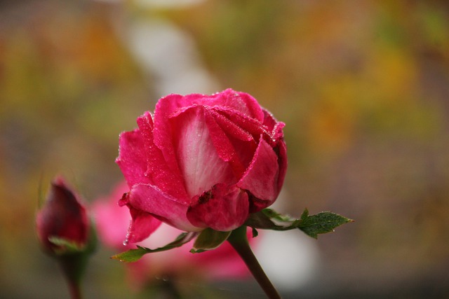 Free download rose pink rose rose bud pink flower free picture to be edited with GIMP free online image editor