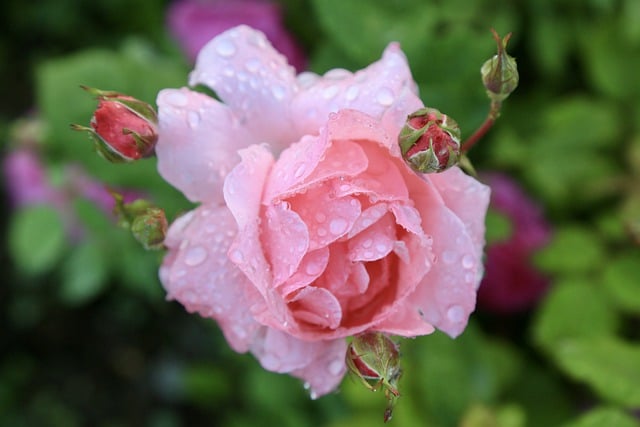 Free download rose pink rose rose buds free picture to be edited with GIMP free online image editor