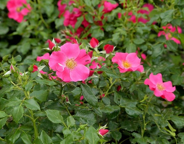 دانلود رایگان Rose Pink Roses - عکس یا تصویر رایگان قابل ویرایش با ویرایشگر تصویر آنلاین GIMP