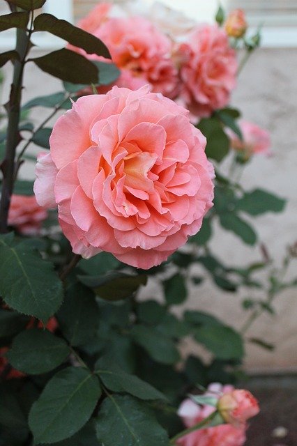 Gratis download Rose Pink Spring - gratis foto of afbeelding die u kunt bewerken met de online afbeeldingseditor van GIMP