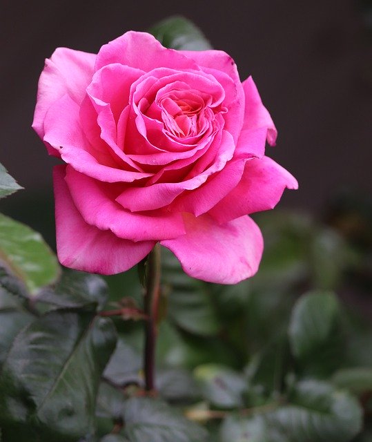 Gratis download Rose Pink Stem - gratis foto of afbeelding om te bewerken met GIMP online afbeeldingseditor