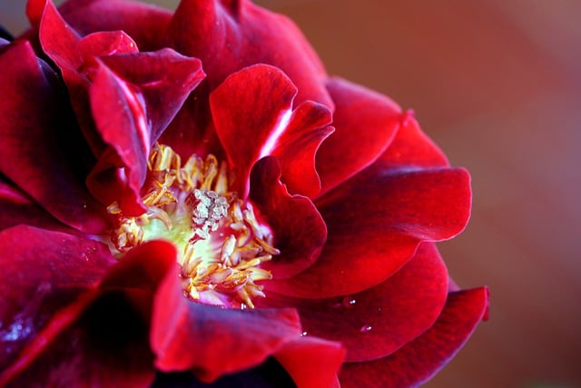 Бесплатно загрузите цветок пыльцы пестика розы бесплатное изображение для редактирования в бесплатном онлайн-редакторе изображений GIMP