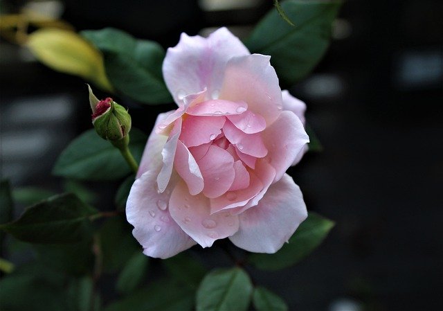 Unduh gratis Rose Plant Bloom - foto atau gambar gratis untuk diedit dengan editor gambar online GIMP