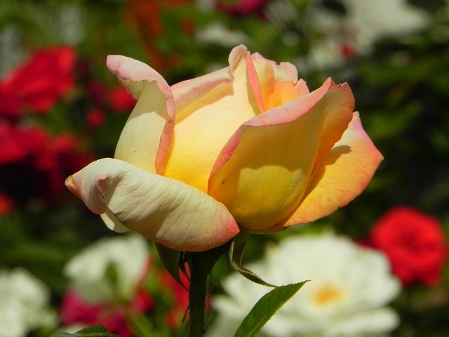 Unduh gratis Rose Plant Blossom - foto atau gambar gratis untuk diedit dengan editor gambar online GIMP