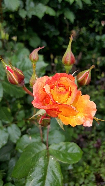 הורדה חינם Rose Plant Peach - תמונה או תמונה בחינם לעריכה עם עורך התמונות המקוון GIMP