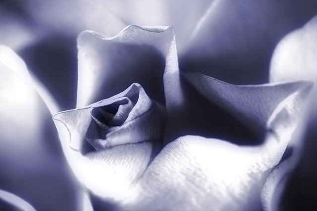 Free download Rose Purple Lavender -  free photo or picture to be edited with GIMP online image editor