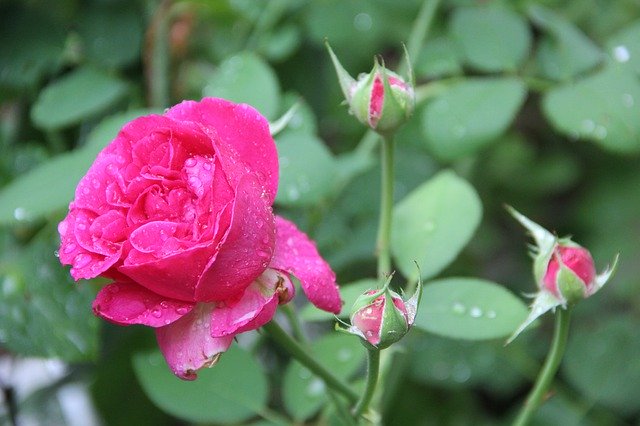 Téléchargement gratuit Rose Rain Drop Of Water Close - photo ou image gratuite à éditer avec l'éditeur d'images en ligne GIMP