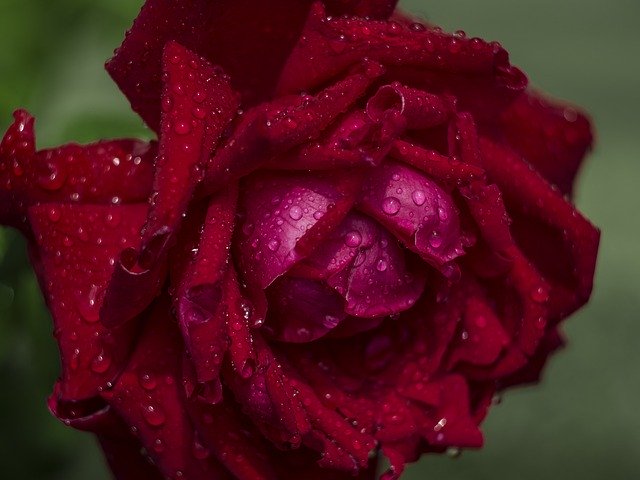 Free download Rose Rain Rosa -  free photo or picture to be edited with GIMP online image editor