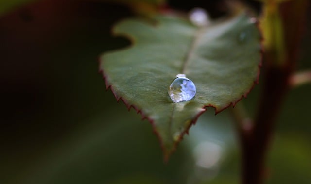 Free download rose rain water drop flower free picture to be edited with GIMP free online image editor