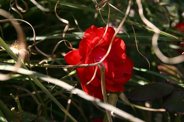Download grátis Rose Red Blossom - foto ou imagem grátis para ser editada com o editor de imagens online GIMP