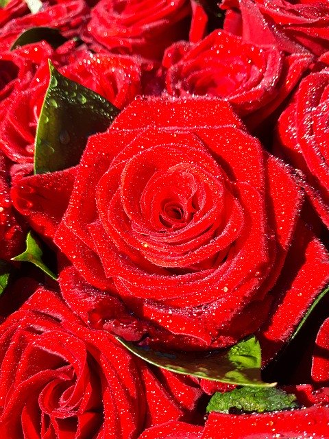 Безкоштовно завантажити Букет червоних троянд - безкоштовне фото або зображення для редагування за допомогою онлайн-редактора зображень GIMP