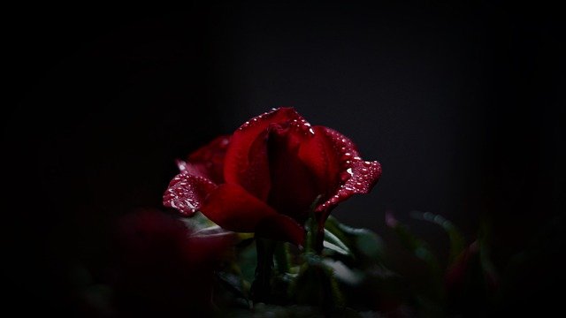 Descărcare gratuită trandafir roșu frumusețe întunecată vreme ploioasă imagine gratuită pentru a fi editată cu editorul de imagini online gratuit GIMP