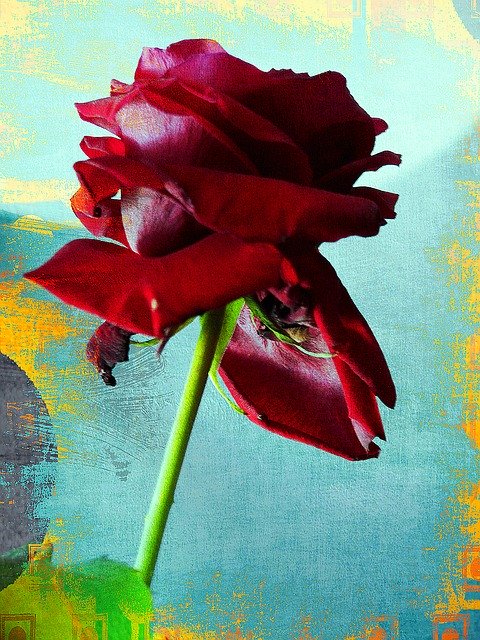 Free download Rose Red Firm -  free illustration to be edited with GIMP free online image editor