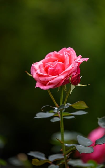 Free download rose red flowers bud petal branch free picture to be edited with GIMP free online image editor