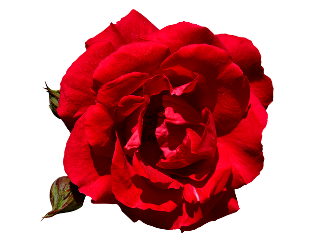 無料ダウンロード Rose Red Free - GIMP オンライン画像エディターで編集できる無料の写真または画像