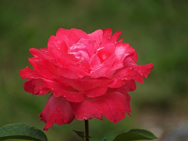 Free picture Rose Red Garden -  to be edited by GIMP free image editor by OffiDocs