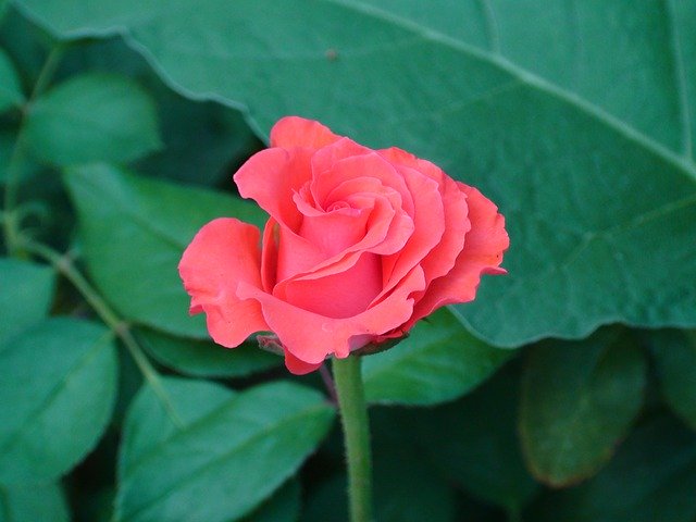 Free picture Rose Red Green -  to be edited by GIMP free image editor by OffiDocs