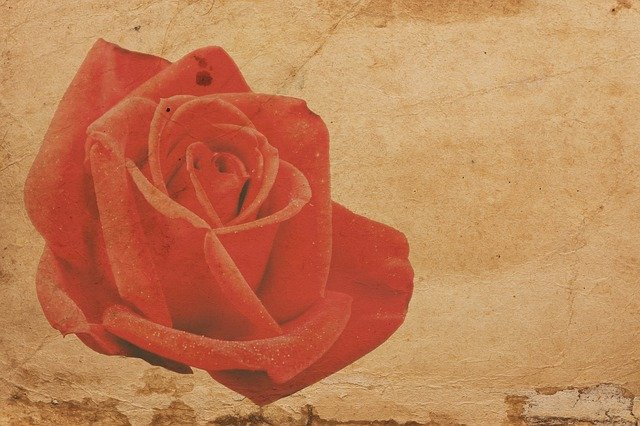 Free download Rose Red Paper -  free illustration to be edited with GIMP free online image editor
