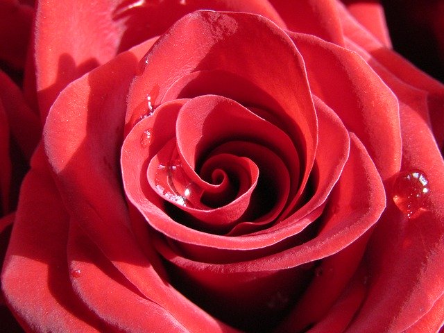 Free picture Rose Red Petal -  to be edited by GIMP free image editor by OffiDocs