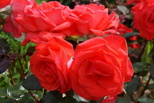Free download Rose Red Pink Blossom -  free photo or picture to be edited with GIMP online image editor