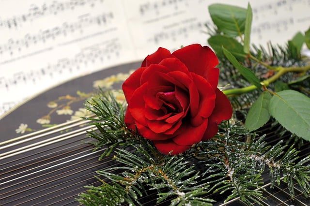 Free download rose red rose fir branch free picture to be edited with GIMP free online image editor