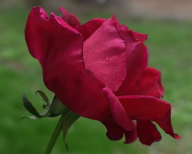 Free download rose red rose flower flora nature free picture to be edited with GIMP free online image editor