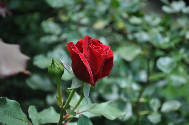 Free download rose red rose red abe lincoln rose free picture to be edited with GIMP free online image editor