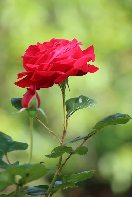 バラの赤いバラの赤い花の花の無料ダウンロードGIMPで編集できる無料のオンライン画像エディター