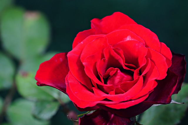 Free download rose red rose red flower garden free picture to be edited with GIMP free online image editor