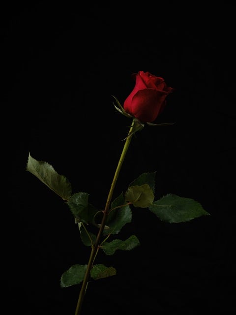 Безкоштовно завантажте червону троянду, червону троянду, червону квітку, кохання, безкоштовне зображення для редагування за допомогою безкоштовного онлайн-редактора зображень GIMP