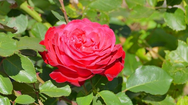 Download gratuito Rose Red Summer - foto o immagine gratuita da modificare con l'editor di immagini online di GIMP