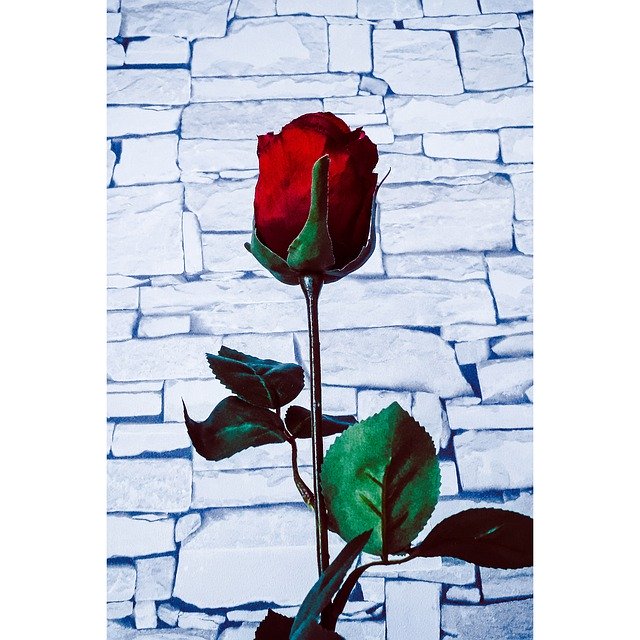 Free download Rose Red Wall -  free photo or picture to be edited with GIMP online image editor