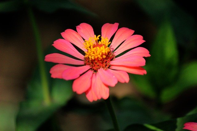 دانلود رایگان باغ رمانتیک گل رز - عکس یا تصویر رایگان قابل ویرایش با ویرایشگر تصویر آنلاین GIMP