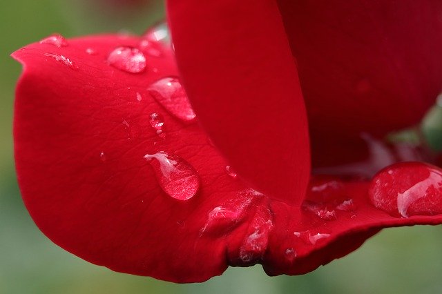 Ảnh mẫu Rose Rosa Leaf - dành cho OffiDocs
