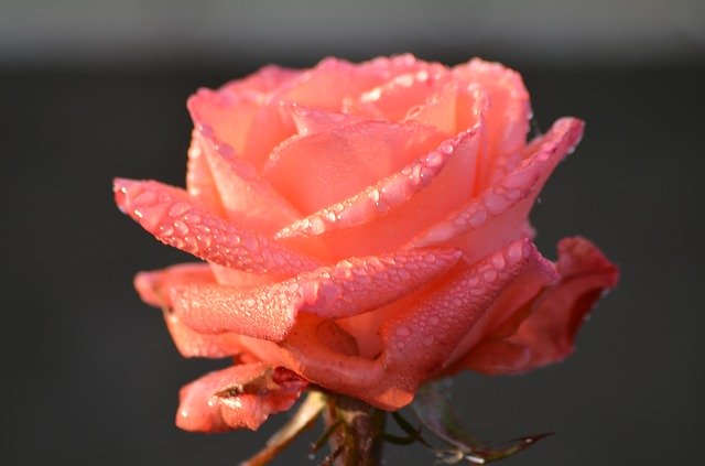 Muat turun percuma Rose Rosa Morning - foto atau gambar percuma untuk diedit dengan editor imej dalam talian GIMP