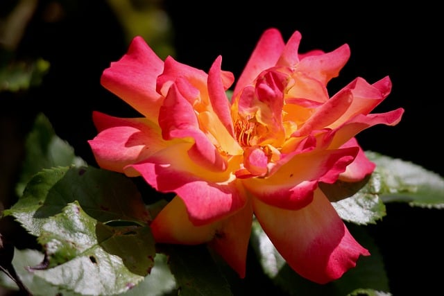 Free download rose rose blossom petals stamens free picture to be edited with GIMP free online image editor