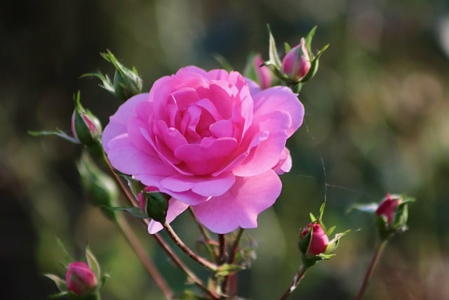 Free download rose rose blossom rosebuds petals free picture to be edited with GIMP free online image editor