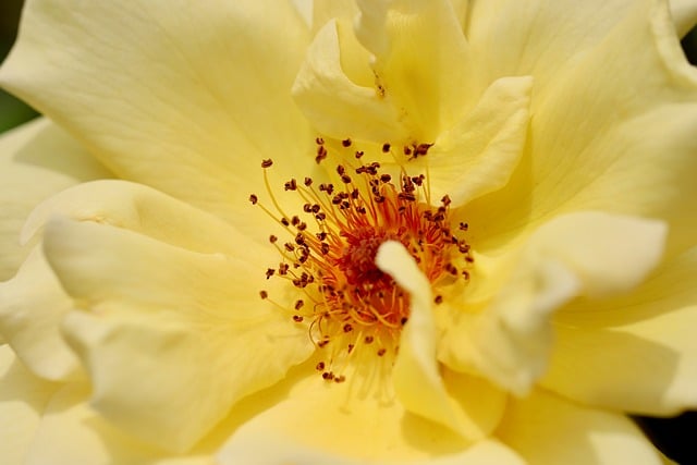 Free download rose rose blossom stamens petals free picture to be edited with GIMP free online image editor