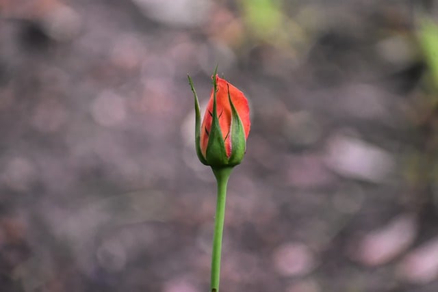 Free download rose rose bud blooming flower bud free picture to be edited with GIMP free online image editor