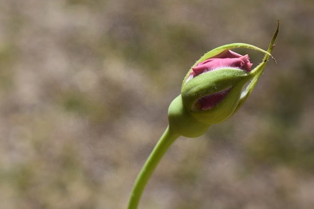 Free download rose rose bud flower bud free picture to be edited with GIMP free online image editor