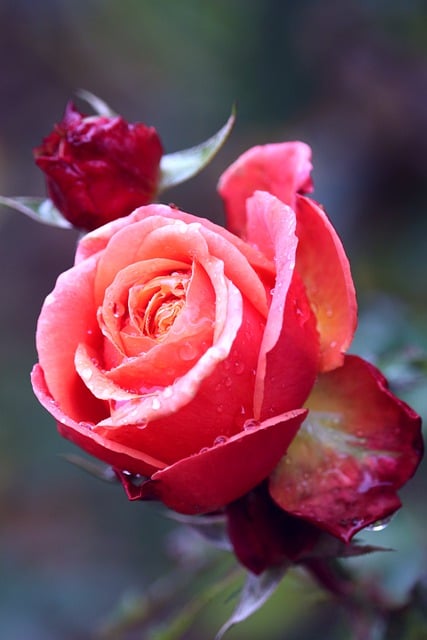 Free download rose rosebud rose blossom petals free picture to be edited with GIMP free online image editor