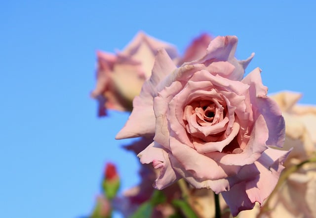 دانلود رایگان عکس گل رز صورتی رنگ رز رز برای ویرایش با ویرایشگر تصویر آنلاین رایگان GIMP