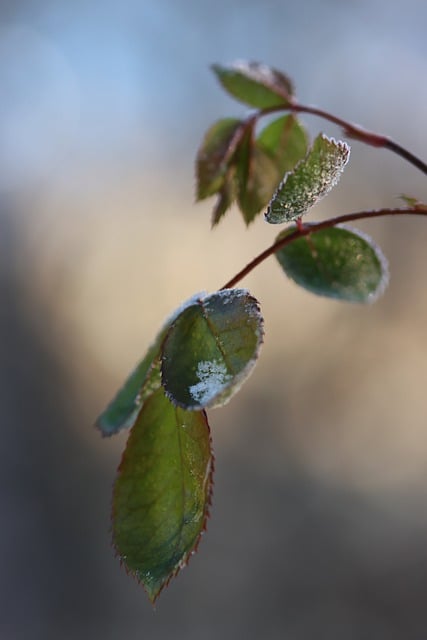 Free download rose rose leaves foliage winter free picture to be edited with GIMP free online image editor