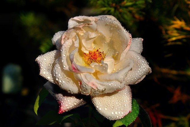 Kostenloser Download Rose Roses Blossom - kostenloses Foto oder Bild zur Bearbeitung mit GIMP Online-Bildbearbeitung
