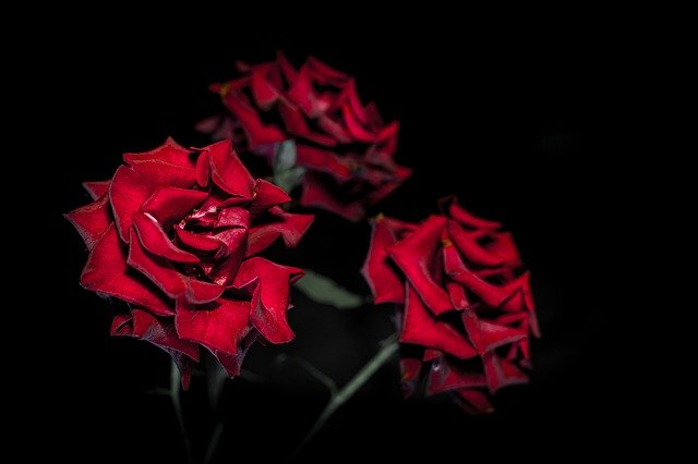 Gratis download Rose Roses Flowers - gratis foto of afbeelding die u kunt bewerken met de online GIMP-afbeeldingseditor