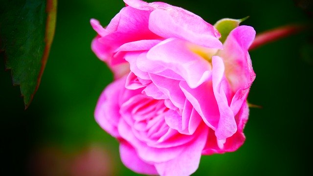 Muat turun percuma Rose Roses Pink - foto atau gambar percuma untuk diedit dengan editor imej dalam talian GIMP
