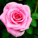 Roses and raindrops  screen for extension Chrome web store in OffiDocs Chromium